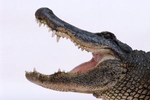 люблю покричать и даже,где-то,поорать!а без обид,но хотя бы заголовок надо редактировать