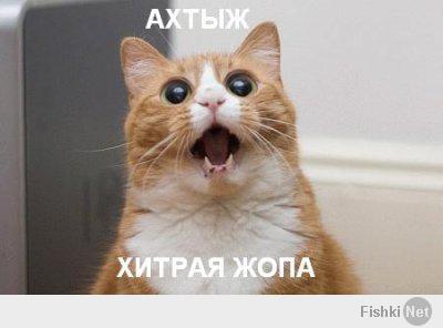 Очент находчивый котик!