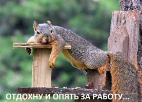 Белка всю жизнь собирала желуди в антенну