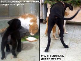 Моя тоже всегда любила котиков