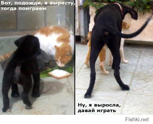 Моя тоже всегда любила котиков