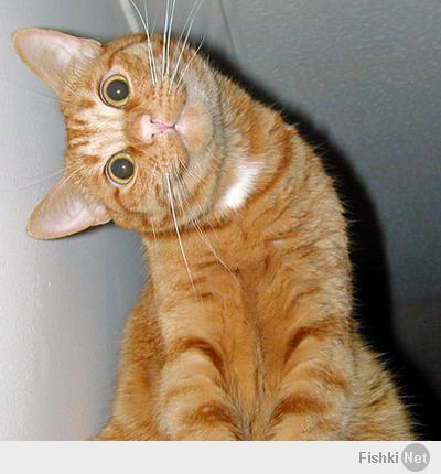 Котейка