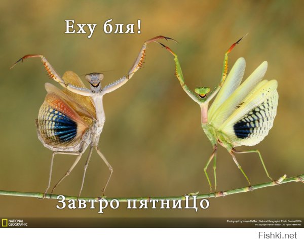 Лучшие фотографии National Geographic 2014