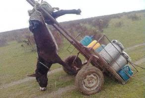 Прикольные картинки.