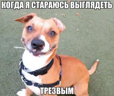 Такие разные собаки