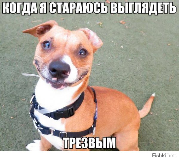 Такие разные собаки