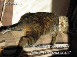Картинки со смешными подписями