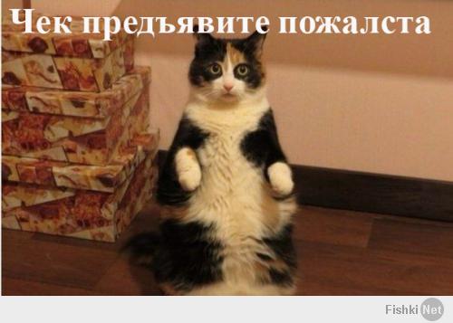 Кошка которая любит стоять!