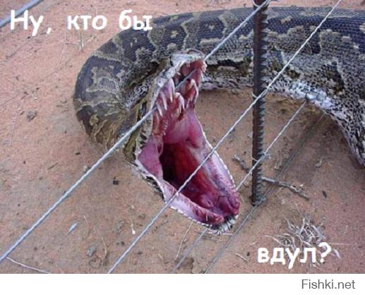 Картинки со смешными подписями