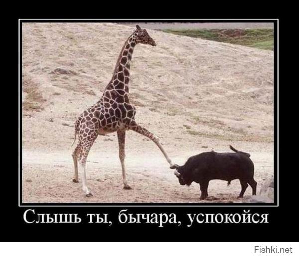 Слоненок решил поиграть с быком