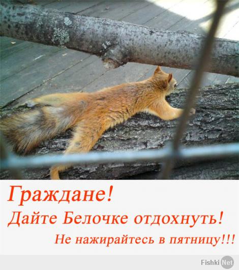 Милые и забавные тоже любят пятницу!