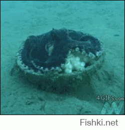 Гифки дня