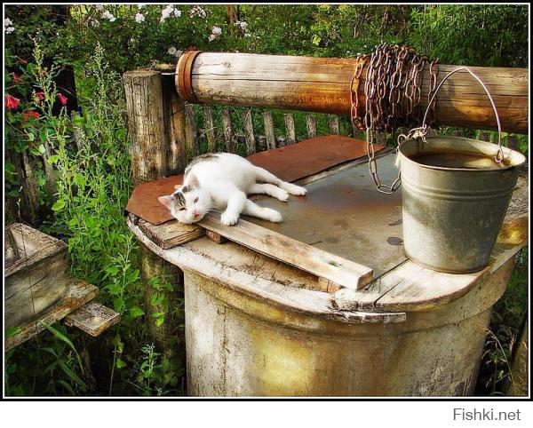 Нормальный деревенский кот