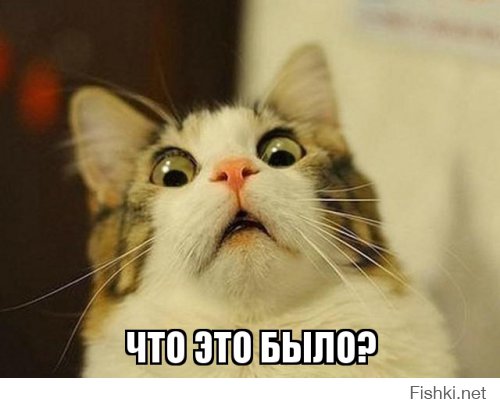 Кот вообще не ожидал