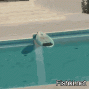 Гифки дня