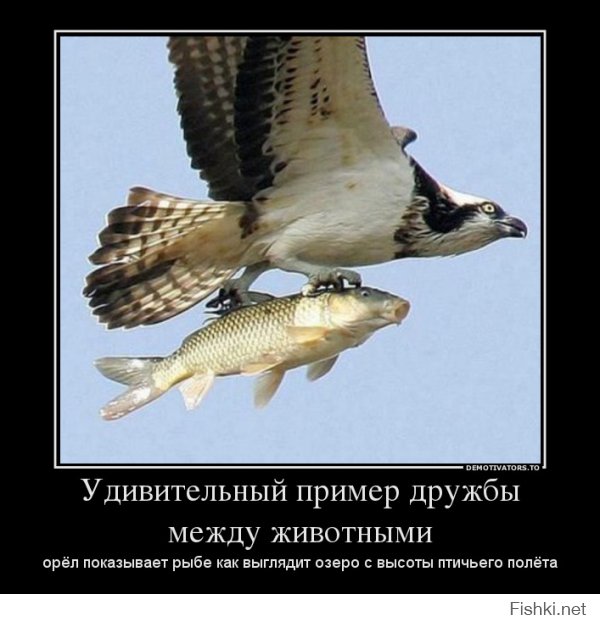 31 улыбка от зверушек, которые сделали нас счастливее в 2014 году