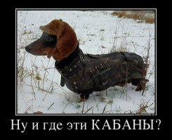 20 милых зверушек в новогодних свитерах