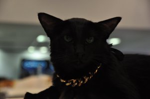 15 больших котов, которые не сомневаются в своей крутости