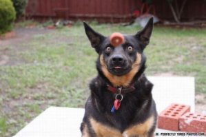 33 фотографии, снятые в идеальный момент