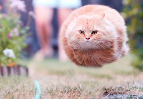 33 фотографии, снятые в идеальный момент
