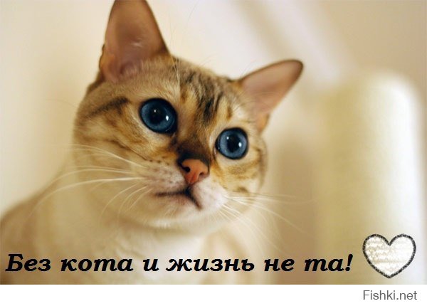 Кошачий пост