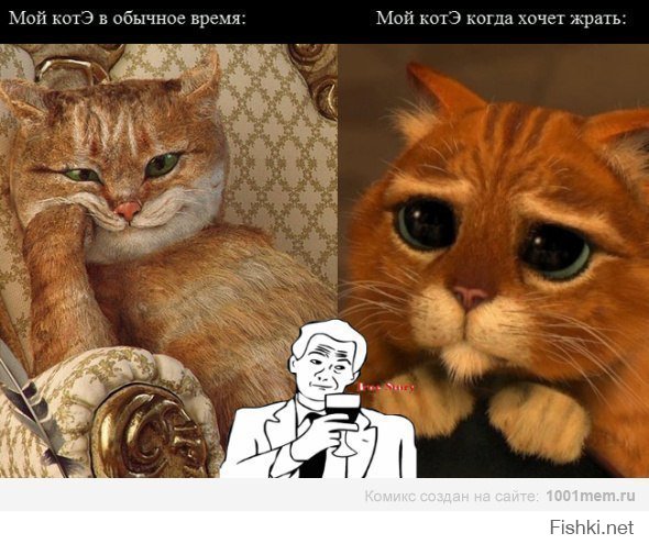Кошачий пост
