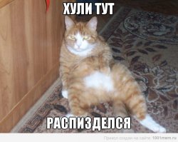 Коты, застуканные на месте преступления
