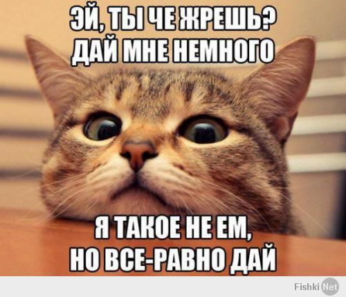 Обязанности кота по дому