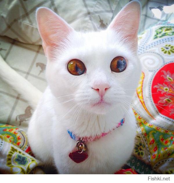 20 животных, которых тоже чертовски удивляет этот мир