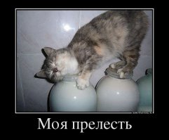 Фотографии котов, сделанных в самый нужный момент