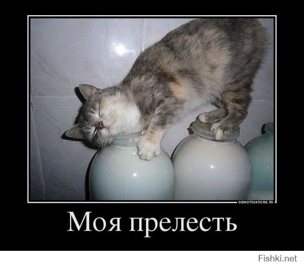 Фотографии котов, сделанных в самый нужный момент