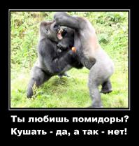 Гориллы не поделили помидорчик