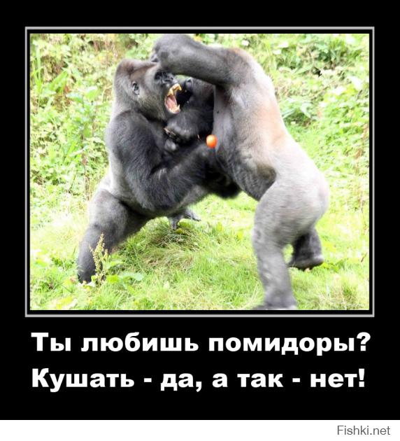 Гориллы не поделили помидорчик