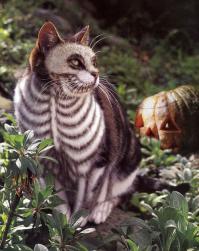 Котик, который очень любит спать