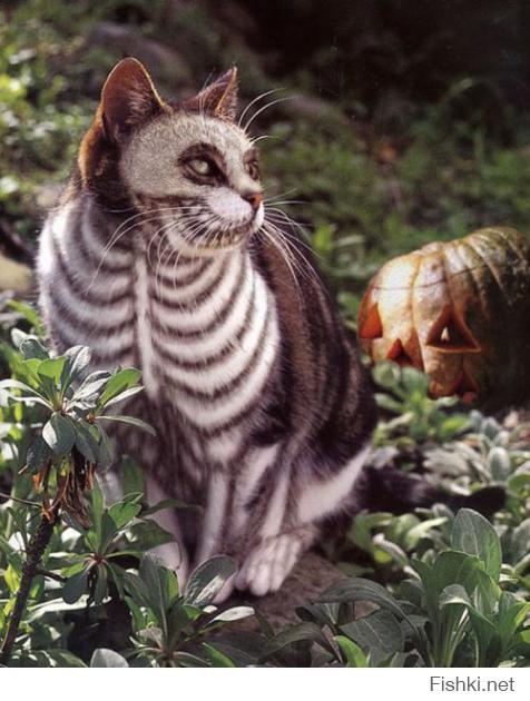 Котик, который очень любит спать