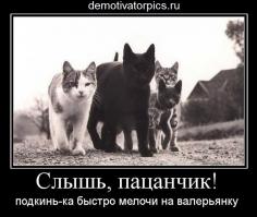 Злопамятный кот