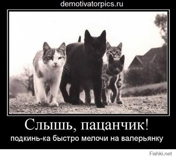 Злопамятный кот