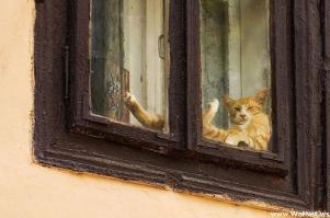 Одесские коты