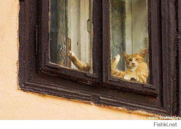 Одесские коты