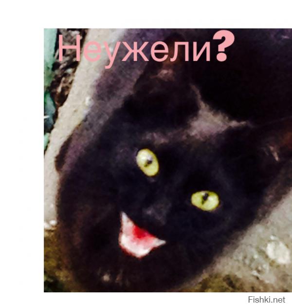 Дурацкие запросы в поисковиках