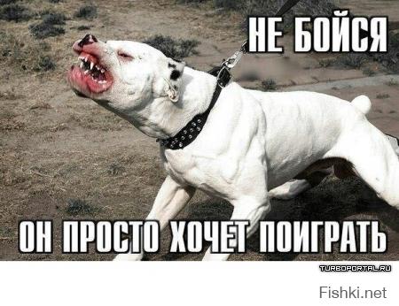 Картинки со смешными подписями