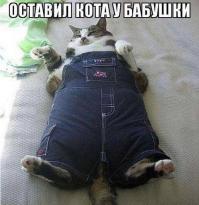 Игрушка, игрушка! Нас и без неё не плохо бабушка кормит!