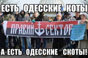 Одесские коты
