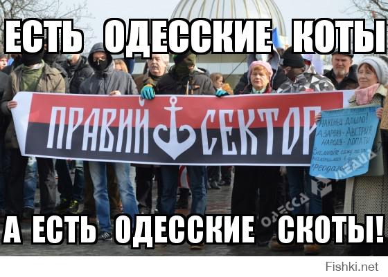 Одесские коты