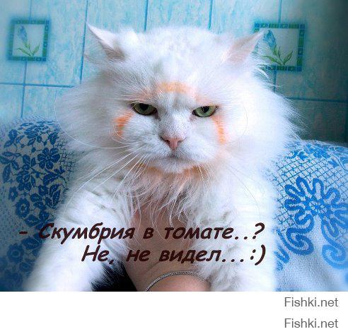 Подборка нечистых на лапу котеек