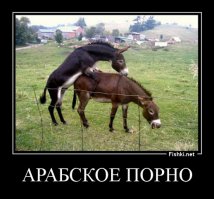Я теперь буду смотреть только арабское ТВ