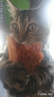 Коты, застуканные на месте преступления