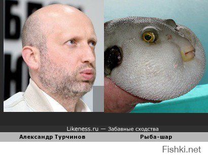 Животные похожие на людей