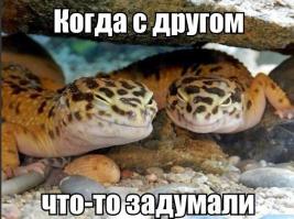Картинки со смешными подписями