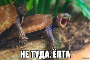 Картинки со смешными подписями